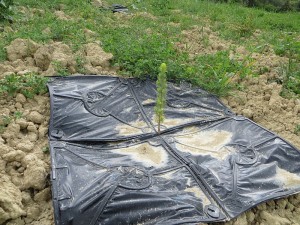 4.12.Biodegradable_framed_mulch_DTC_with_stone_pine_Mediterranean_humid_Sustaffor