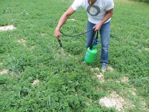 4.14.Herbicide_application_reference_treatment_stone_pine_Mediterranean_humid_Sustaffor